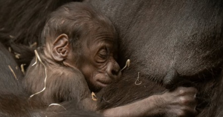 Allo zoo è nato un piccolo di gorilla