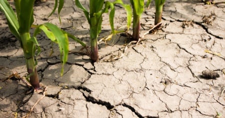 Siccità nel Mendrisiotto: agricoltori e viticoltori in difficoltà