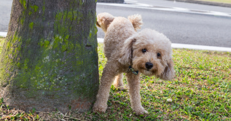 Anche ad Ascona scatta l'obbligo di sciacquare via la pipì dei cani