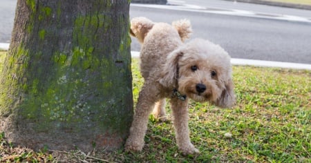 Anche ad Ascona scatta l'obbligo di sciacquare via la pipì dei cani