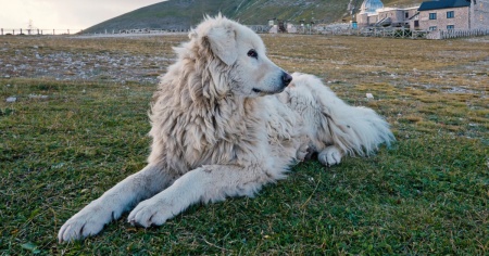 Braccati dai cani pastore: un escursionista 21enne precipita per 10 metri