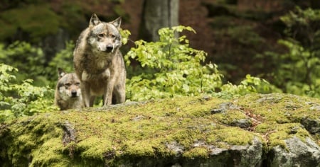 C'è un nuovo branco di lupi in Ticino