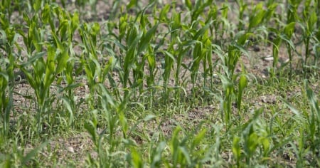 Cambiamenti climatici e agricoltura, l’appello: «Il sostegno dev'essere rapido»
