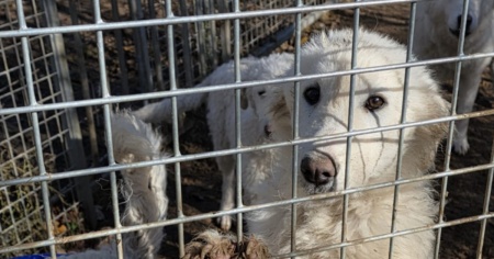 Fattoria degli orrori, parte la denuncia contro il veterinario cantonale