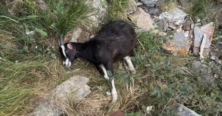 Il lupo fa razzia di capre sul Monte Tamaro