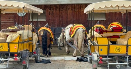 Cavalli esausti e carrozze sotto accusa: dopo la morte della 73enne, esplode la polemica