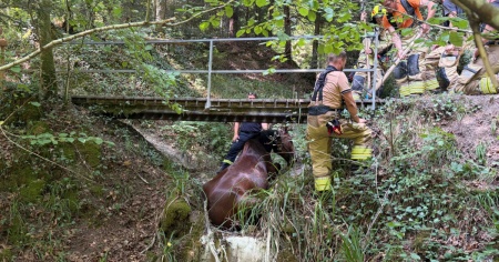 Cavallo precipita da un ponte