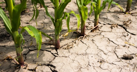 Siccità, danni all'agricoltura per almeno 19 milioni di franchi