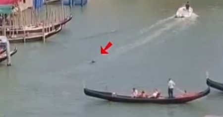 Un delfino nel Canal Grande a Venezia