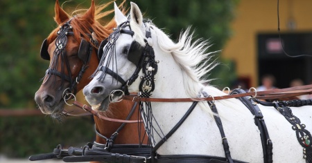 Carrozza contro un albero in Val Roseg: un morto e dodici feriti