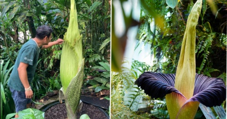 A Basilea sta per sbocciare il fiore (cadavere) più grande che c'è