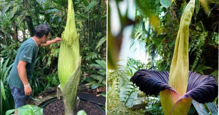 A Basilea sta per sbocciare il fiore (cadavere) più grande che c'è