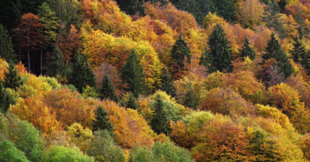 Consegnata la petizione sulla protezione del bosco: oltre 72'600 firme