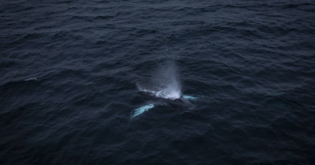 Invasione di balene giganti alla ricerca di cibo