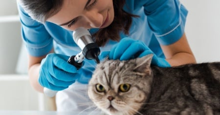 «Ho studiato veterinaria, ora me ne pento», capita a una laureata su tre
