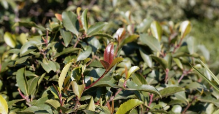 Traffico di khat: svizzero arrestato in un aeroporto parigino