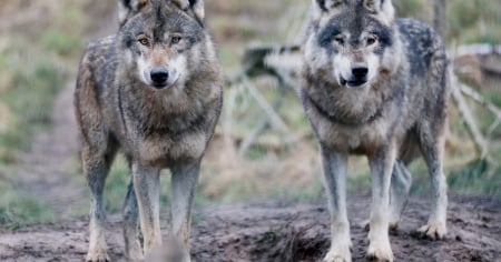 Lupo in Valle Verzasca: il Municipio chiede «interventi urgenti»