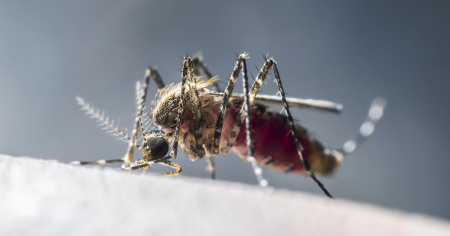 Morsi da zanzare “viaggiatrici”, due dipendenti dell'aeroporto muoiono di malaria