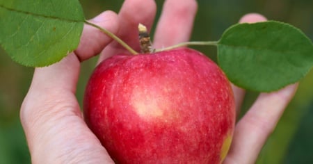 Il caldo anticipa la raccolta delle mele in Valtellina