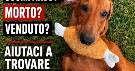 Dov’è finito Rufus? Undici giorni di ricerche e un racconto che non convince