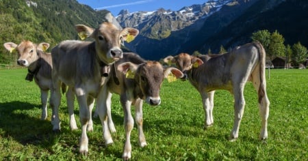 Mandria di mucche attacca e ferisce gravemente un uomo