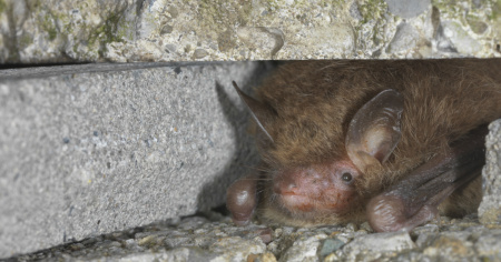 In volo con i pipistrelli