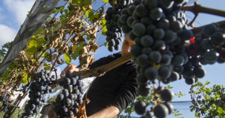 Una vendemmia dal peso d'oro messa a rischio dall'emergenza climatica