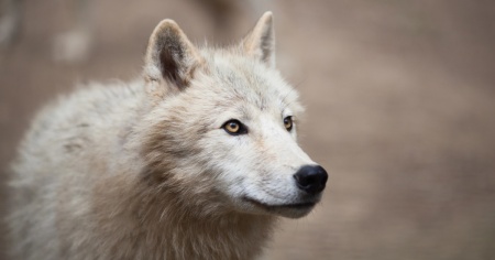 Nei Grigioni diminuiscono gli attacchi del lupo a greggi e bestiame