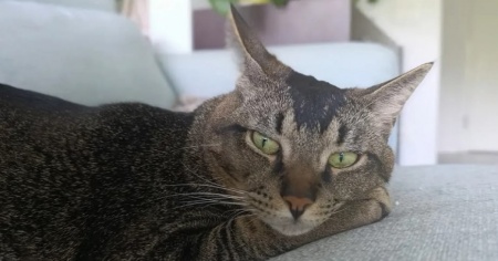 Avete visto Goji?