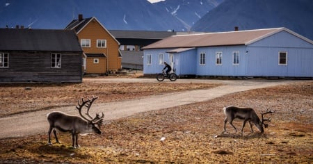 Svalbard, come sono morte tutte quelle renne?