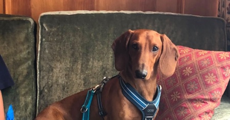 Chi ha visto Rufus?