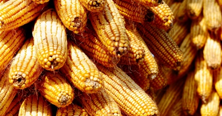 Siccità: via libera alle importazioni di granoturco senza dazi