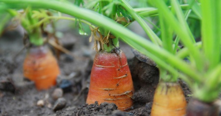 Neutralità e alimentazione, avete già deciso come votare?