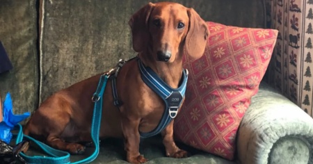 Ritrovato senza vita Rufus, il cane scomparso da oltre 10 giorni