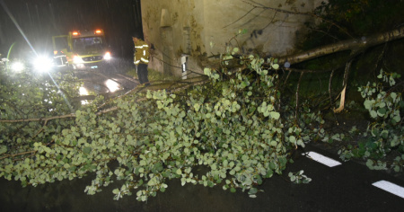 Albero cade sulla strada cantonale a Ludiano