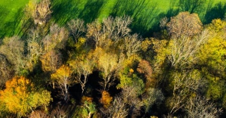 «Il bosco come lo conosciamo adesso scomparirà»
