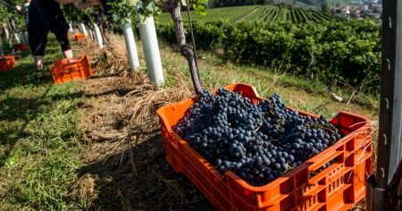 Siccità e caldo favoriscono la vite, vendemmia in anticipo