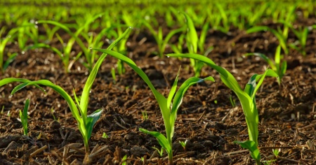 Che agricoltura vogliamo lasciare al nostro territorio?