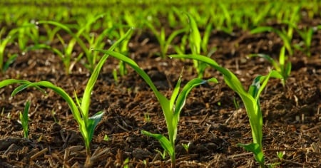 Che agricoltura vogliamo lasciare al nostro territorio?