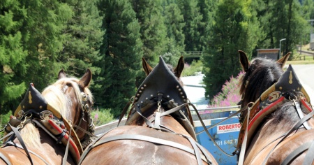 Tragedia in Engadina: carrozza di turisti si schianta contro un albero