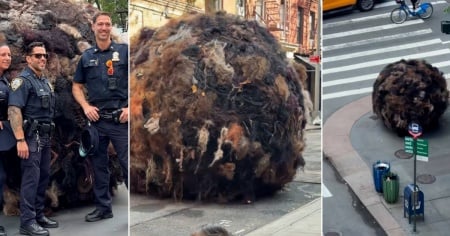 Una gigantesca palla di capelli umani alta tre metri rotola per New York