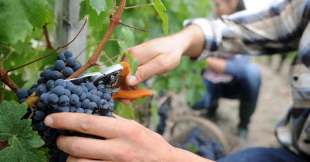 In tutta la Svizzera sarà una buona annata