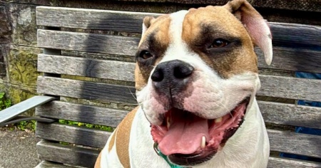 Morte brutale per un cane dopo un bagno nel lago: si sospettano i cianobatteri