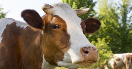 Rilevato un nuovo virus nei bovini svizzeri