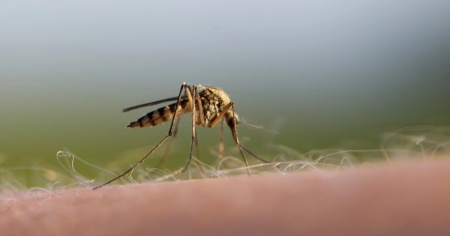 Zanzare a caccia: ecco come scelgono le loro vittime