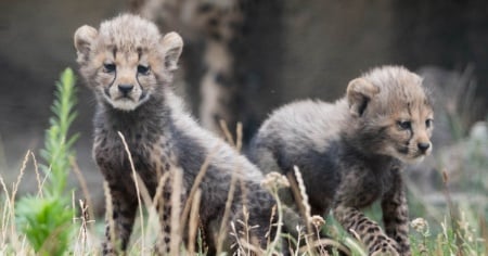 Nati sei cuccioli di ghepardo allo Zoo di Basilea