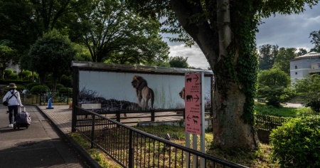 Caldo record allo zoo di Tokyo, altri tre leoni sono gravi