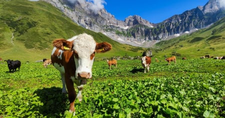 Mercosur, la Svizzera tentenna: svetta il sì, ma quasi il 20% è ancora indeciso