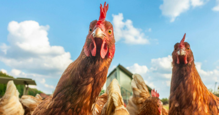 "Adotta una gallina", l'iniziativa per salvarne 500