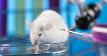 Meno animali nei laboratori, ma più esperimenti con gravi sofferenze